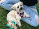 Soapy Moose The Trend Setter Reversible Harness Large