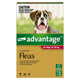 Advantage Dog 10-25Kg Large 6Pk (Red)