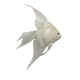 Theatre Seasonal Decor Brosa Fish Ivory 40CM