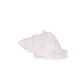 Holly & Ivy White Small Conch Shell Decorative Ornament 18 Cm
