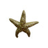 Theatre Seasonal Decor Starfish Champagne 11CM