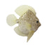 Theatre Seasonal Decor Champagne Fish 20CM