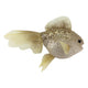 Theatre Seasonal Decor Champagne Fish 28cm