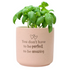 Splosh Amazing Positive Planter Pot Home Decor 10x10CM Pink