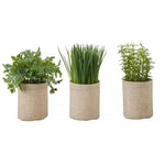 Plant Mixed Herbs Assorted Potted Culinary Herb Selection