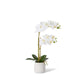 E Style Phalaenopsis Ribbed Pot White/Cream 30X15X50Cm