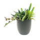 Urban Mixed Artificial Succulents Plant in Pot Green 24CM