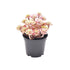 Urban Artificial Potted Roseum Plant Pink 13cm